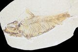 Lot: Green River Fossil Fish - Pieces #81296-3
